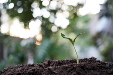 Small growing sprout with morning bokeh light