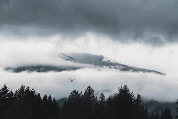 Misty Mountain Majesty: Snow-Capped Peaks, Enchanted Forest, and Soaring Bird Silhouette.