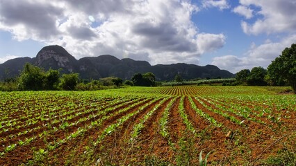 beautiful surroundings of Vinales, Cuba  view of the tobacco fields 