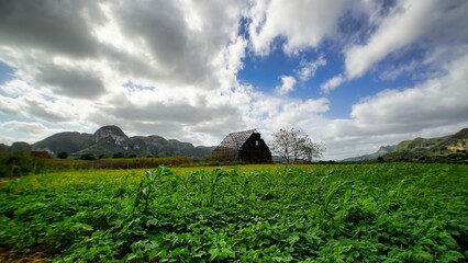 beautiful surroundings of Vinales, Cuba  view of the tobacco fields 