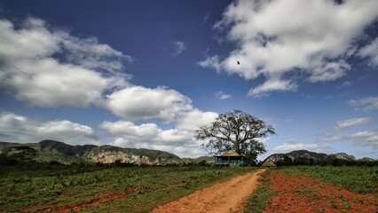 beautiful surroundings of Vinales, Cuba  view of the tobacco fields 