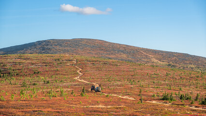 Two off-road vehicles navigating a winding mountain trail, driving through a vibrant red autumn tundra landscape. A clear blue sky with a small white cloud enhances the serene scenery