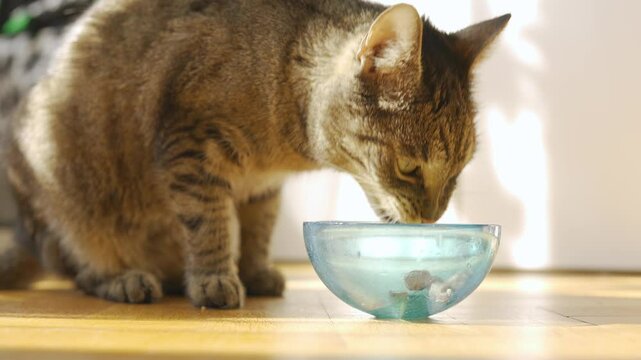 Older tabby cat sitting on the floor, eating food from small glass bowl, side view