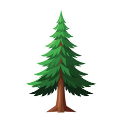 lodgepole pine tree isolated on white background. Christmas tree