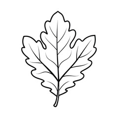 oak leaf isolated on white