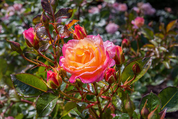 Rose Dekora. Exquisite varieties of roses in the rose garden. Summer landscape. Close up