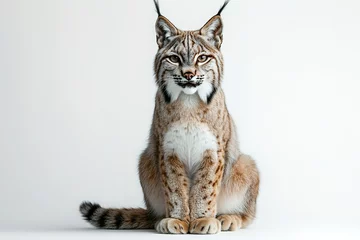 Majestic lynx with striking fur details and expressive eyes sitt