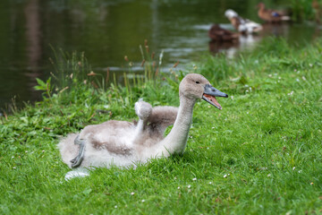 Mute swan (Cygnus olor) chick spreads its small wings after resting