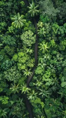 Bird eye capture of tropical forest.