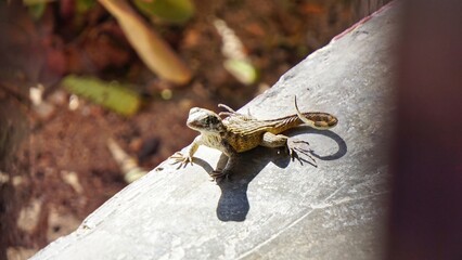 lizard sits on rocks in sunlight
