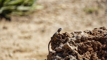 lizard sits on rocks in sunlight
