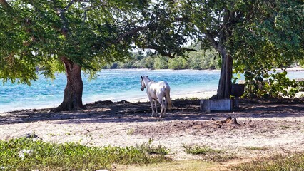 white horse stands on the seashore 