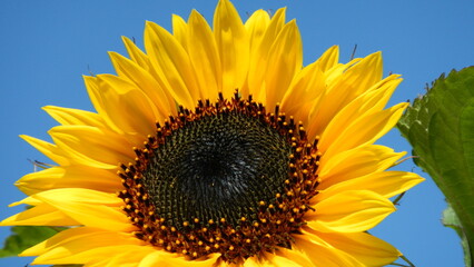 Obraz premium Yellow flower of Common sunflower with ripening seeds on sunny summer weather with blue sky. Topics: flower background, beauty of nature, blossom, season, blooming, flowering, vegetation, flora