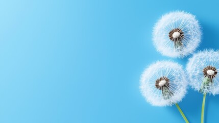Three dandelion seeds blowing in the wind on a blue background