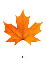 Fototapeta premium maple leaf isolated on white