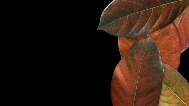 Dry leaves transition on transparent background