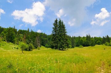 countryside landscape with green field in summer. panoramic alpine scenery with grassy meadow in carpathian mountain range of ukraine. forested rolling hills in the distance.
