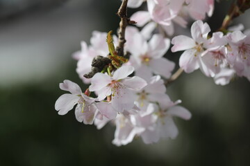 Flower power in Montreux, Switzerland. Sunny day