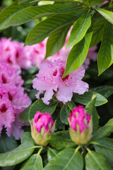Flower power in Montreux, Switzerland. Sunny day