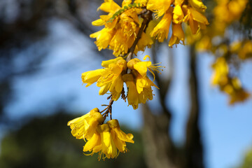 Flower power in Montreux, Switzerland. Sunny day
