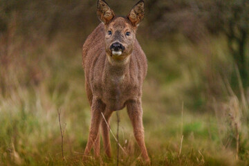 Young Roe Deer in Birch habitat during cold weather day