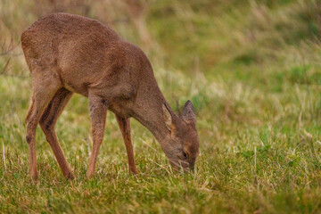 Young Roe Deer in Birch habitat during cold weather day