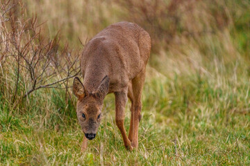 Young Roe Deer in Birch habitat during cold weather day