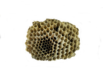 Close up of a Wasp Nest showing the hexagonal cell structure.