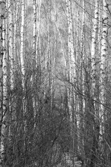 Obraz premium black-and-white photo with white birches