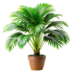 Obraz premium plant in a pot