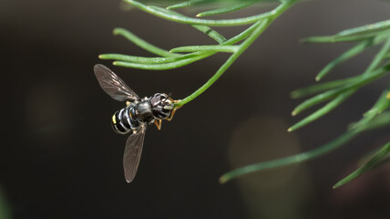Syrphid fly - Paragus pecchiolii