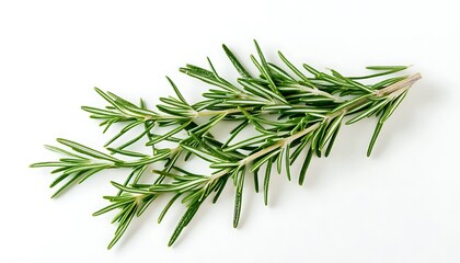 Fototapeta premium Detailed rosemary sprigs, isolated on white, high-res, professional color grading, intricate stock photo.