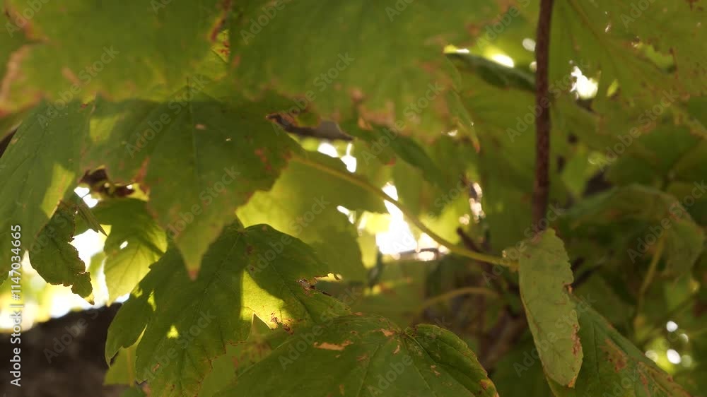 Poster golden rays peek through lush foliage, creating a tranquil atmosphere. sunlight filtering through gr