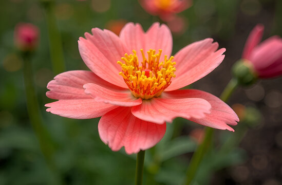 Close-up of vibrant pink cosmos flower in bloom