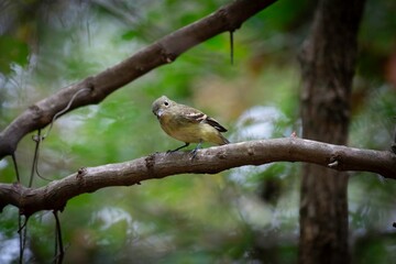 Acadian Flycatcher