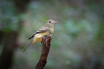 Acadian Flycatcher
