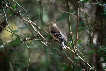American Goldfinch