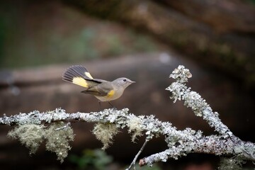 American Redstart