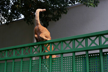 A ginger cat climbing over a green fence, its tail raised high, with a white wall and tree branches in the background.  

