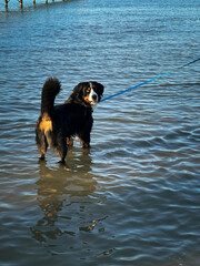 Bernese Mountain Dog in Shallow Water
