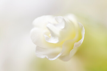 Fototapeta premium A delicate white flower in soft focus, with gentle petals and a blurred background creating a serene, dreamy atmosphere.