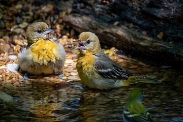 Baltimore Oriole