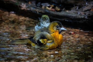 Baltimore Oriole