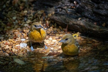 Baltimore Oriole