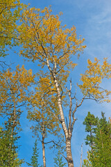 Autumn Leaves on a Birch Reaching to the Sky
