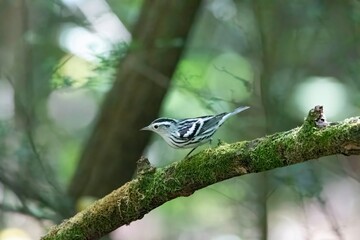 Black and White Warbler