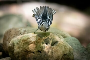 Black and White Warbler