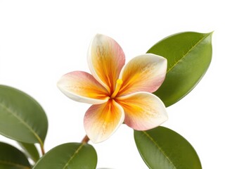 Naklejka premium A single, vibrant frangipani blossom isolated against a pure white backdrop, fragrant, spa, high resolution