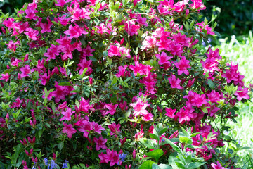 Close up of pink Rhododendron flowers in bloom