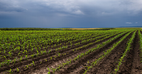 Corn field during sunny day